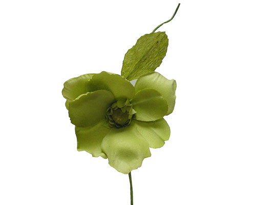 Helleborus, lemon