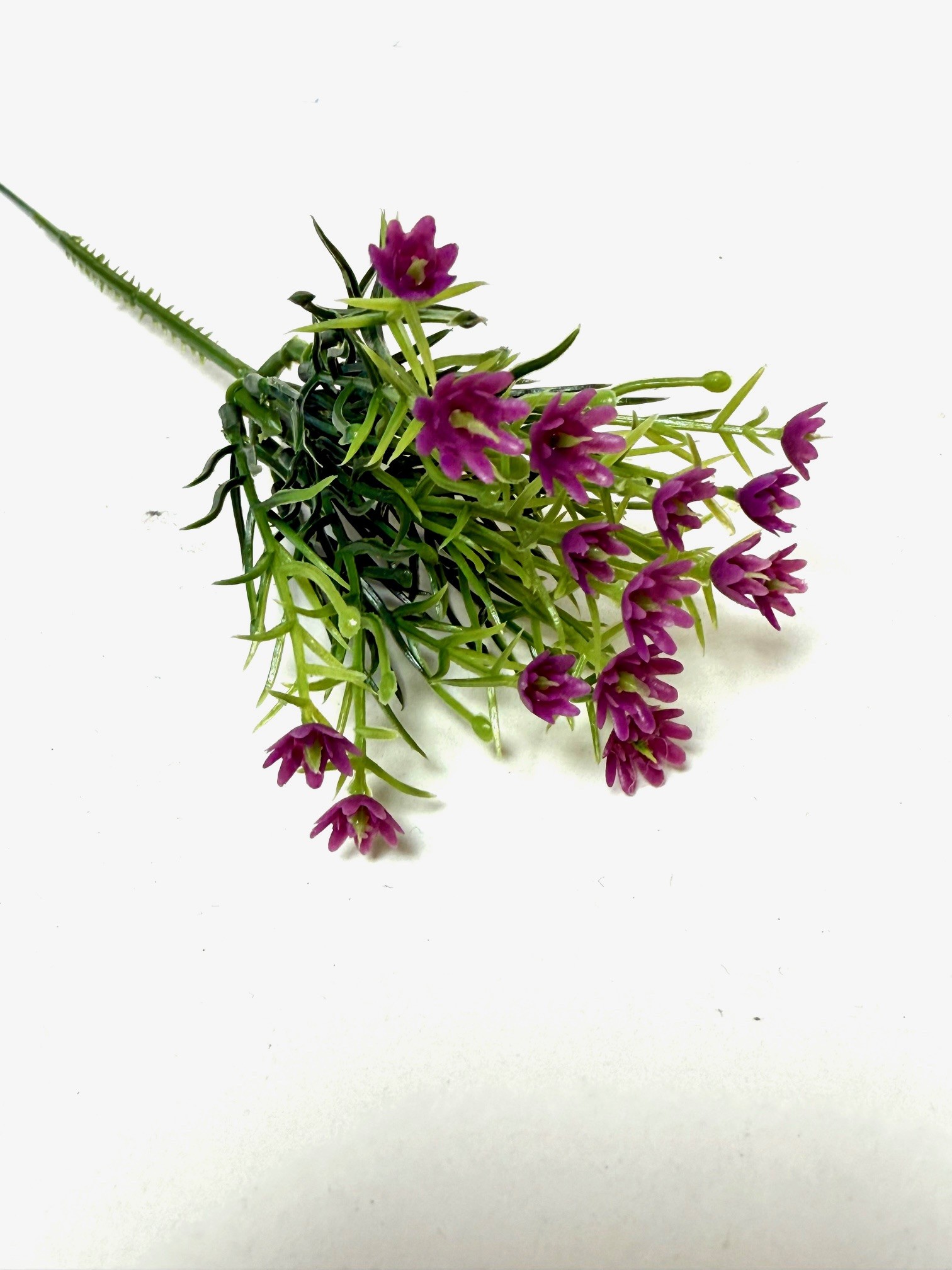 Gipskruid lavender